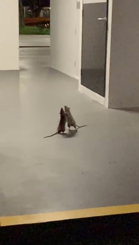 Sin Linkin Park de fondo: Dos ratas se agarran a golpes mientras un gato las observa