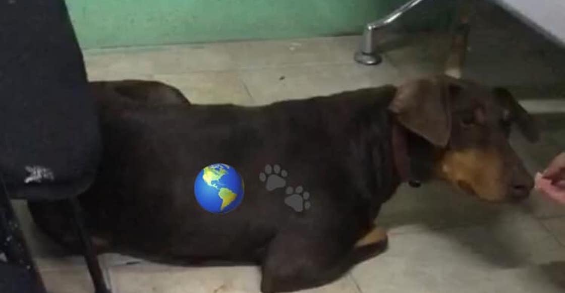 Giran nueva orden de aprehensión contra sujeto que violó a una perrita en la CDMX; lo dejaron ir 