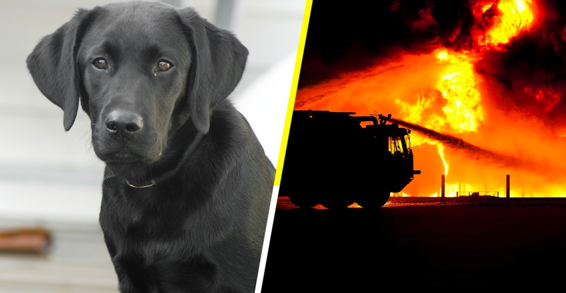 Heroína de cuatro patas: Una perrita despertó a sus dueños a tiempo y los salvó de un incendio