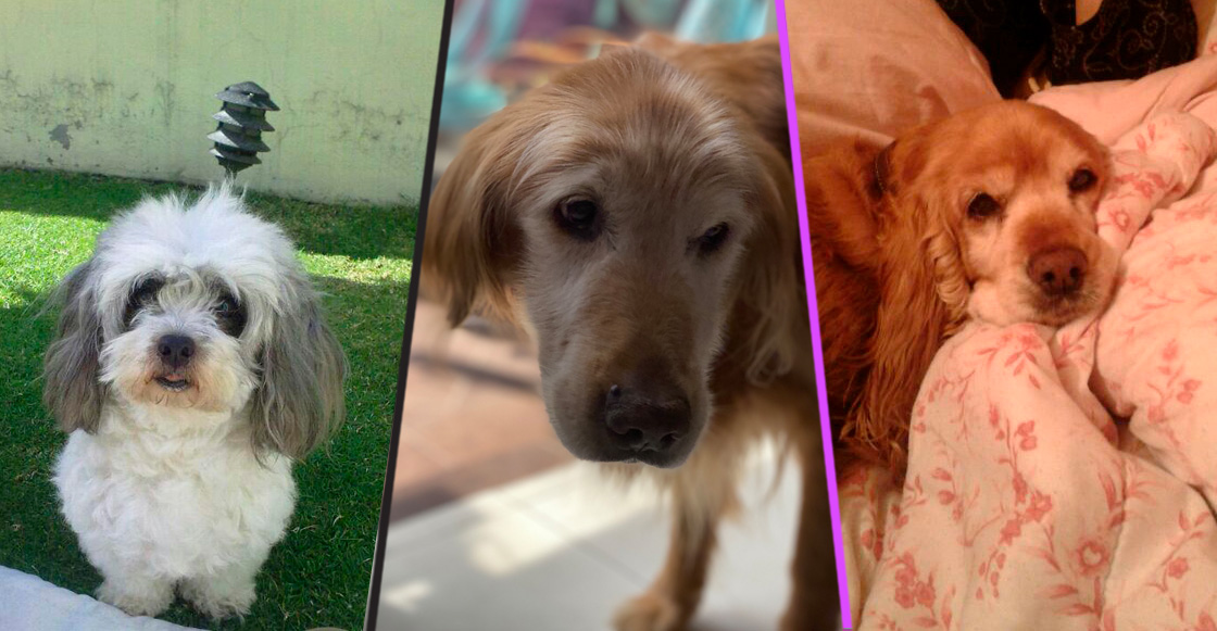 Perritos caídos: Un homenaje para aquellos amig@s que dejamos ir