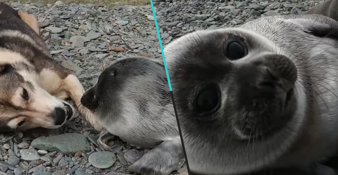 Perro rescata a una foca bebé abandonada y la cuida por varios días