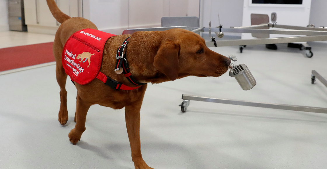 El mejor amigo del hombre: Perros podrían oler y detectar a personas con coronavirus