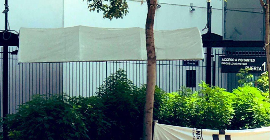 plantas-marihuana-senado-planton-420