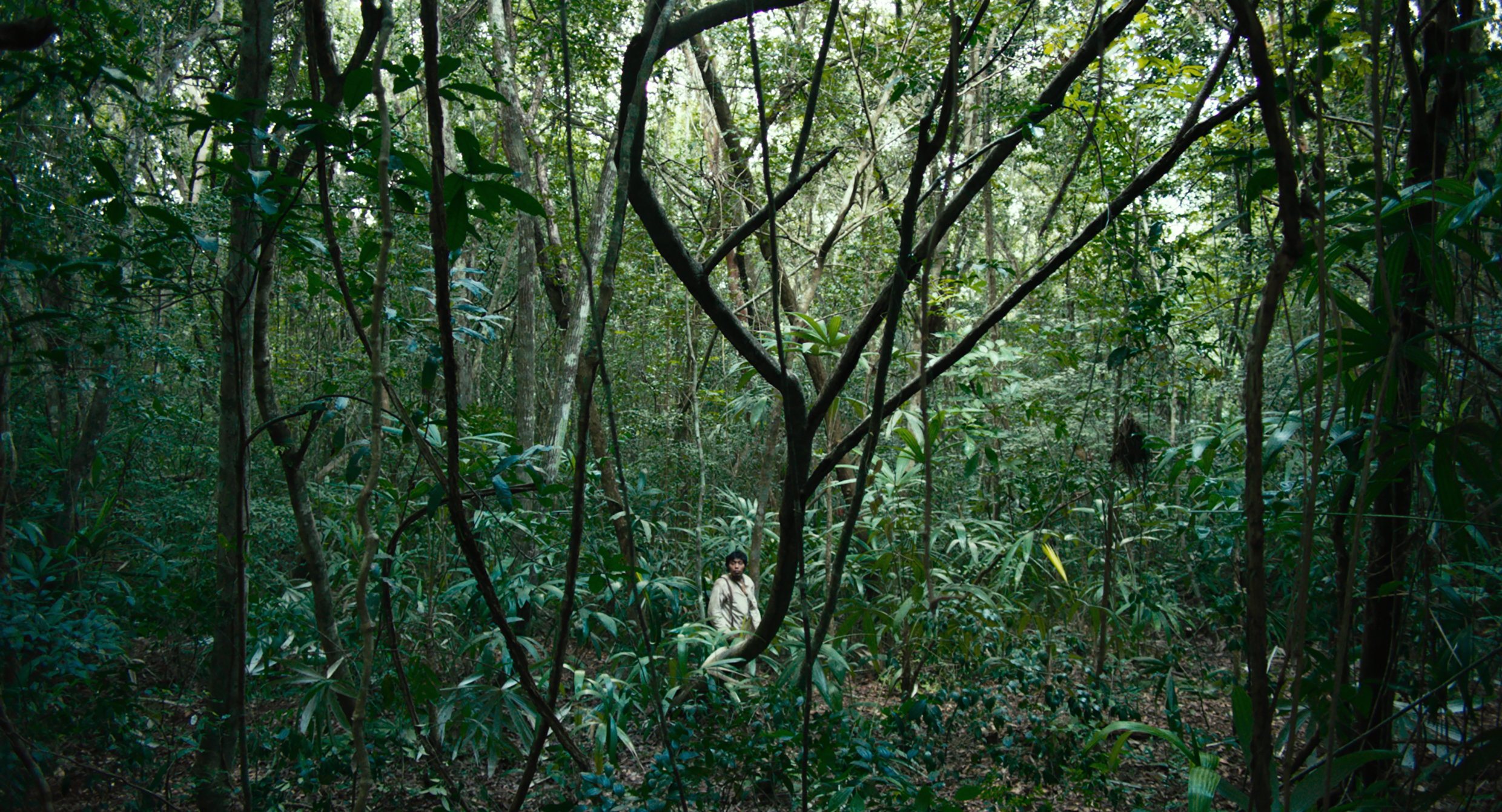 Imagen de 'Selva trágica' de Yulene Olaizola.