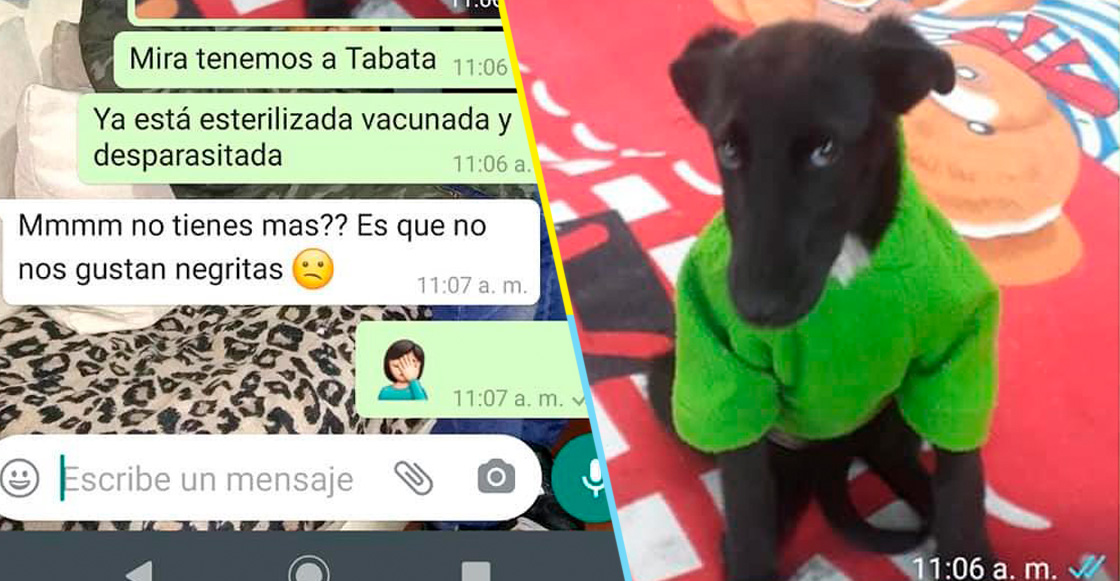 Personas sin corazón: Mujer rechaza adoptar a perrita llamada Tabata porque es 'negrita'