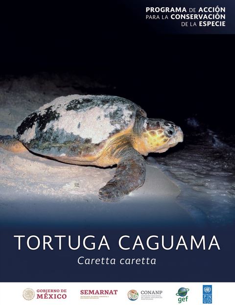 tortuga-caguama-mexico