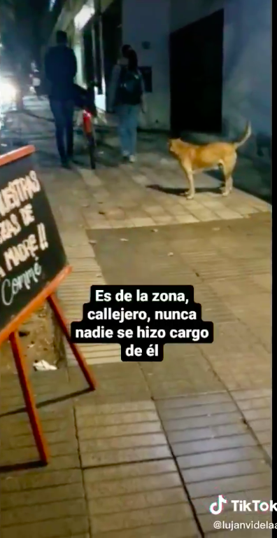 Sí vas a llorar: Un video de TikTok narra la historia de un perrito callejero que es adoptado