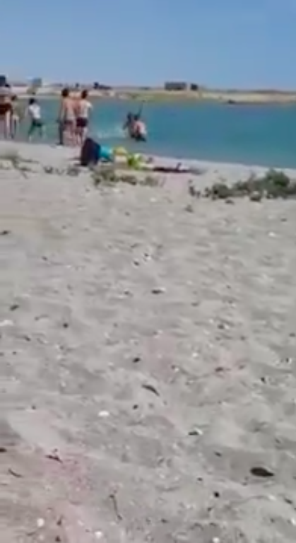 HDLCH nivel: Turistas golpean y dejan inconsciente a una foca para poder tomarse selfies con ella