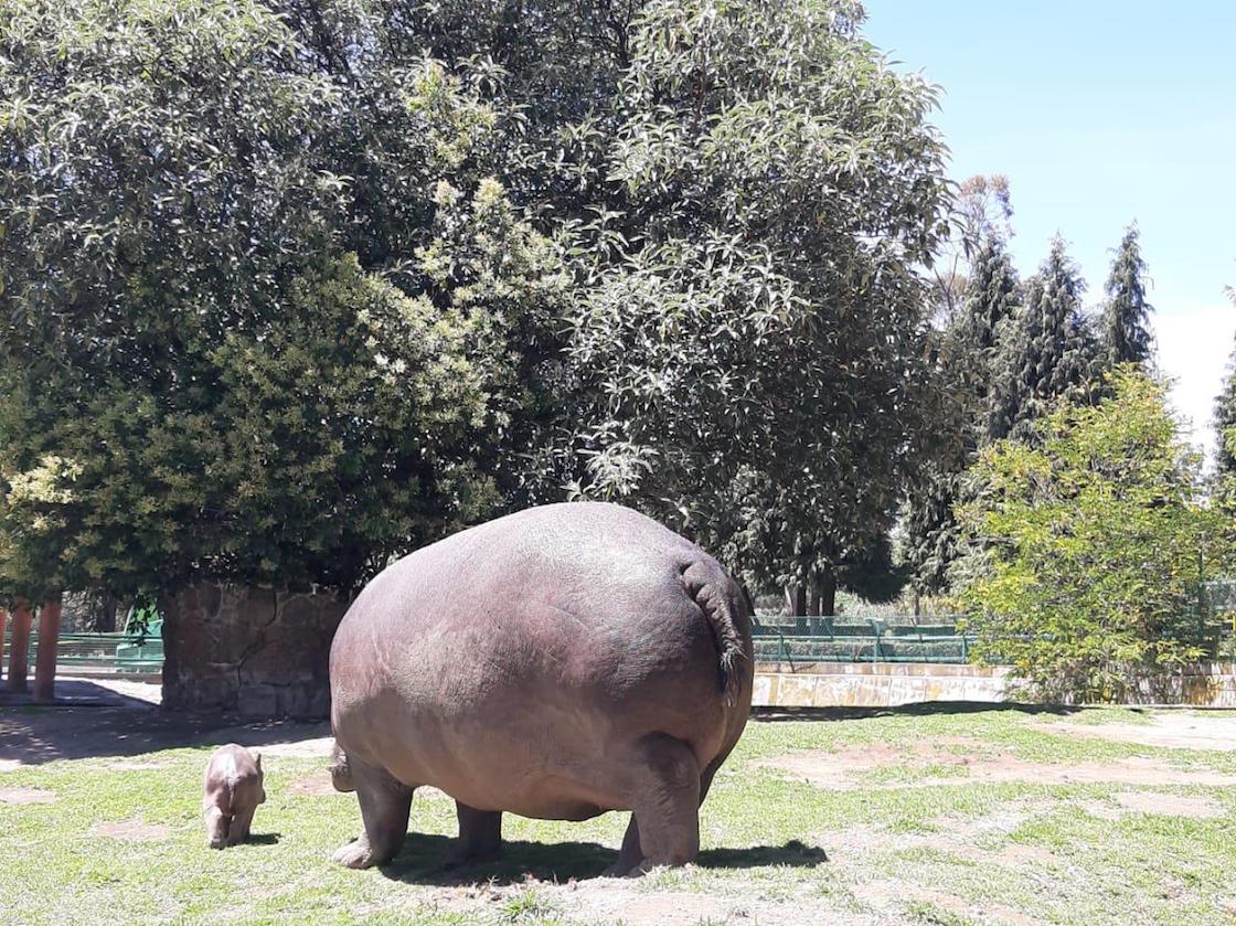 zoologico-de-zacango-estado-de-mexico-hipopotamo-cria