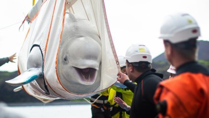 Dos hermosas belugas sonríen al ser rescatadas después de años en cautiverio