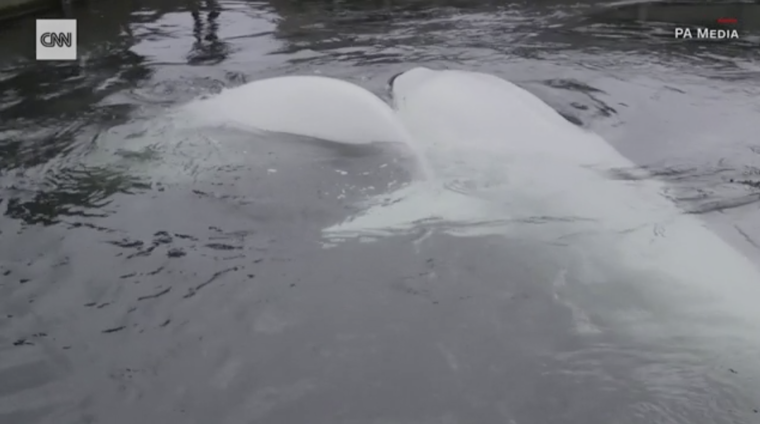 Dos hermosas belugas sonríen al ser rescatadas después de años en cautiverio