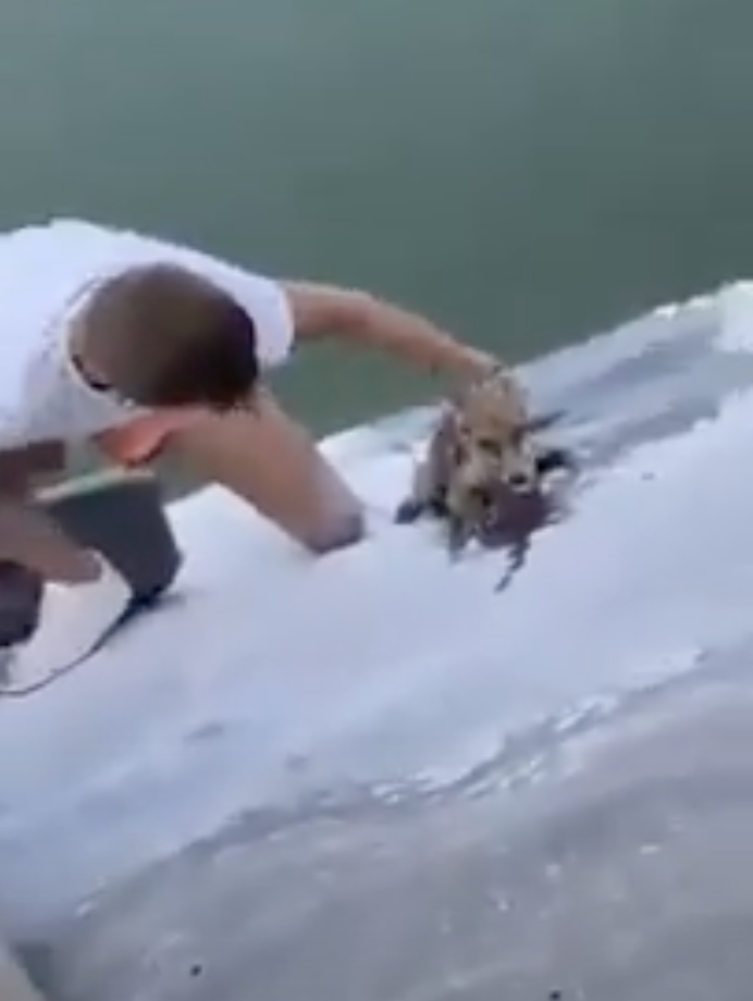 Joven se arriesga y salva a un pequeño zorro de morir ahogado
