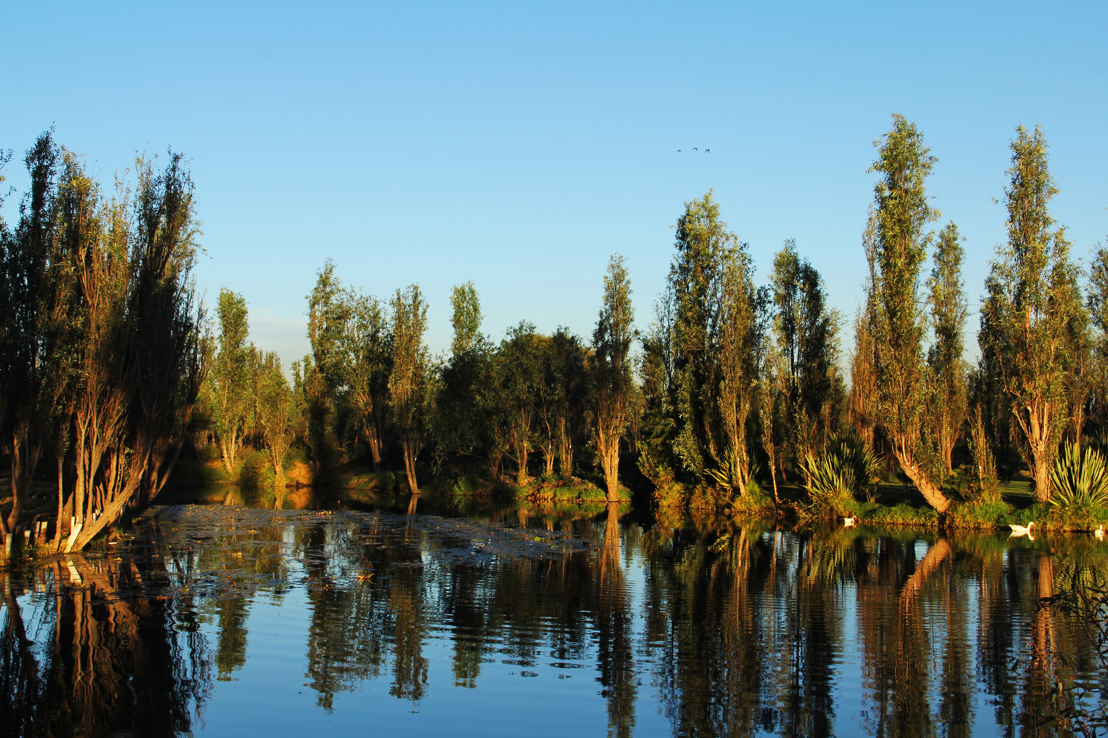 humedal xochimilco