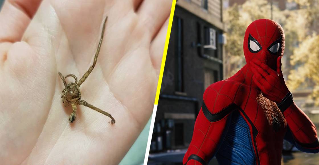 ¡Ni Spiderman! Peta premia a una joven australiana por cuidar a una araña