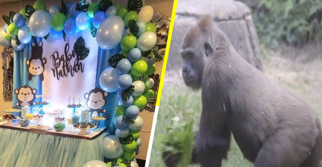 ¡Ternuringa! Zoológico organiza un baby shower para un gorila en gestación