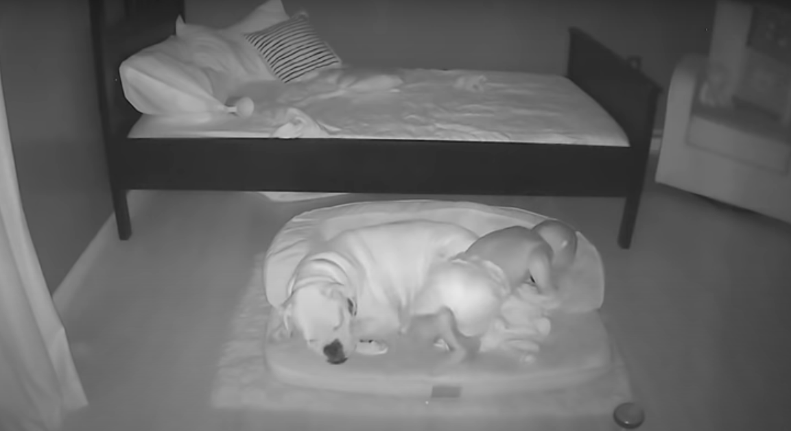 Este bebé fue captado mientras escapaba de su cama para dormir junto a su perro
