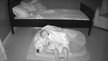 Este bebé fue captado mientras escapaba de su cama para dormir junto a su perro