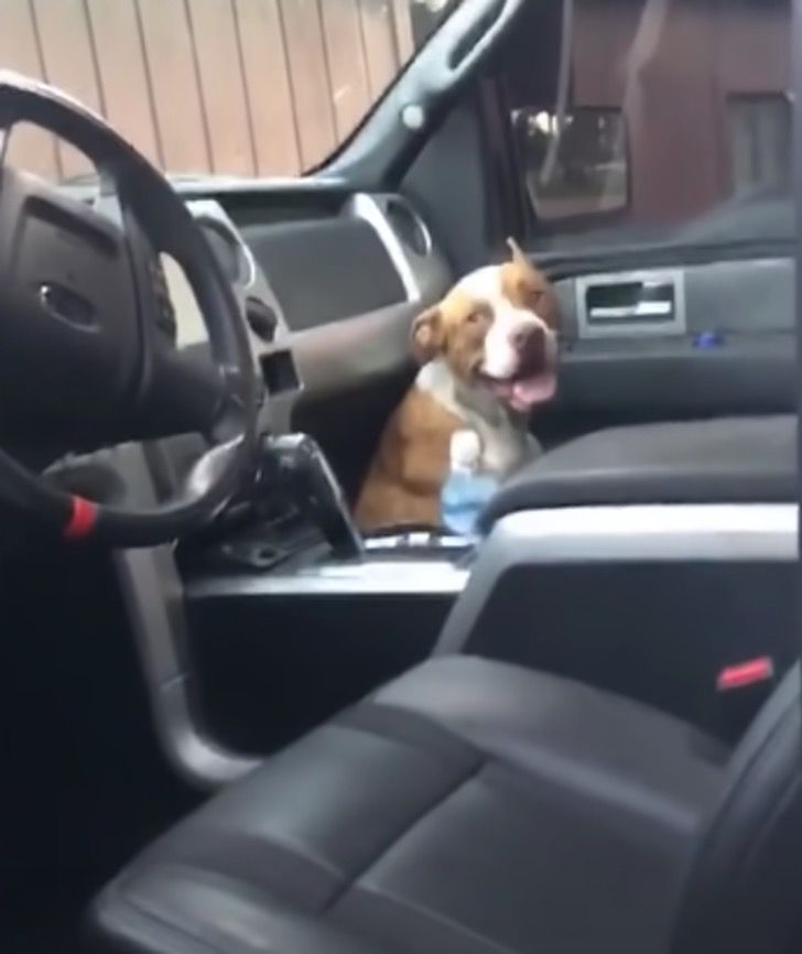 Suaves técnicas: Este perrito se escondió en una camioneta y al final logró que lo adoptaran