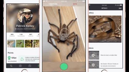 Critterpedia: El ‘Shazam’ para reconocer arañas y serpientes que podría salvarte