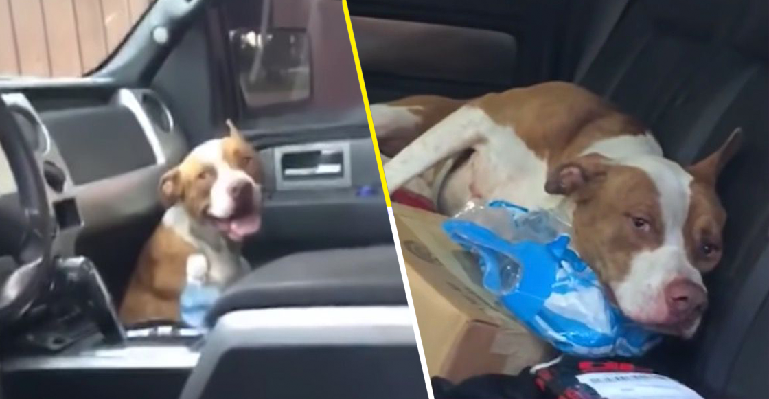 Suave sorpresa: Este perrito se escondió en una camioneta y al final logró que lo adoptaran