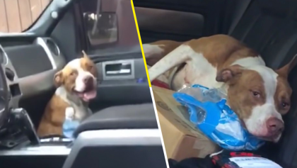 Suave sorpresa: Este perrito se escondió en una camioneta y al final logró que lo adoptaran