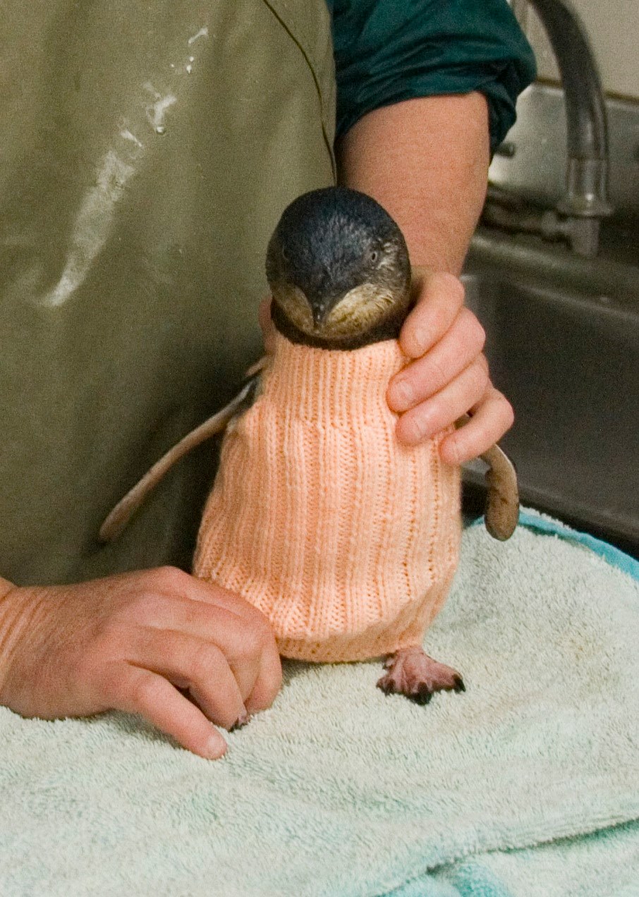 Hombre de 109 años tejió suéteres para pingüinos heridos en sus últimos días