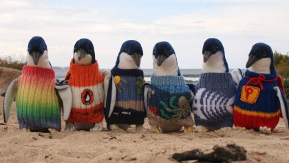 Hombre de 109 años tejió suéteres para pingüinos heridos en sus últimos días