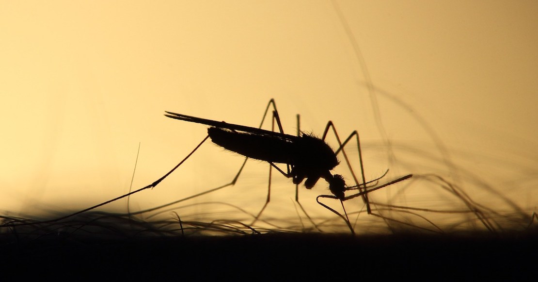 Argentina atraviesa la peor crisis de dengue en su historia… ¿qué podemos aprender?