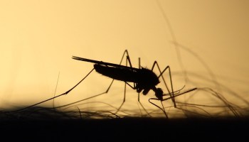 Aumentan casos de dengue en Guerrero.