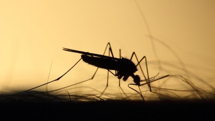 Aumentan casos de dengue en Guerrero.