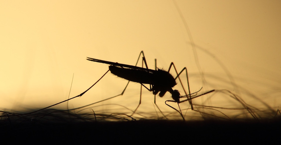 mosquitos-super-resistentes-insecticidas