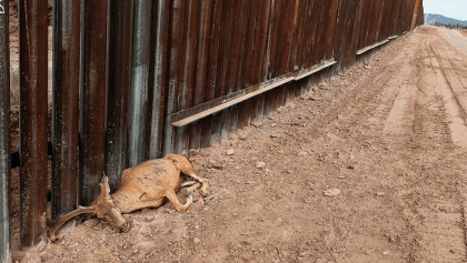Qué tristeza: Murió un venado por no poder cruzar el muro entre México y Estados Unidos