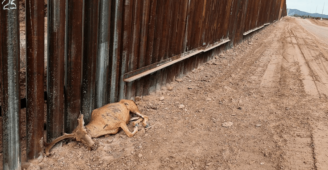 Qué tristeza: Murió un venado por no poder cruzar el muro entre México y Estados Unidos