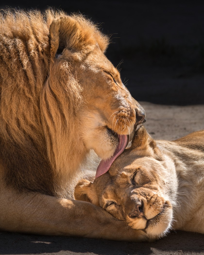 Siempre juntos: Sacrifican al mismo tiempo a una pareja de leones por problemas de salud 😿