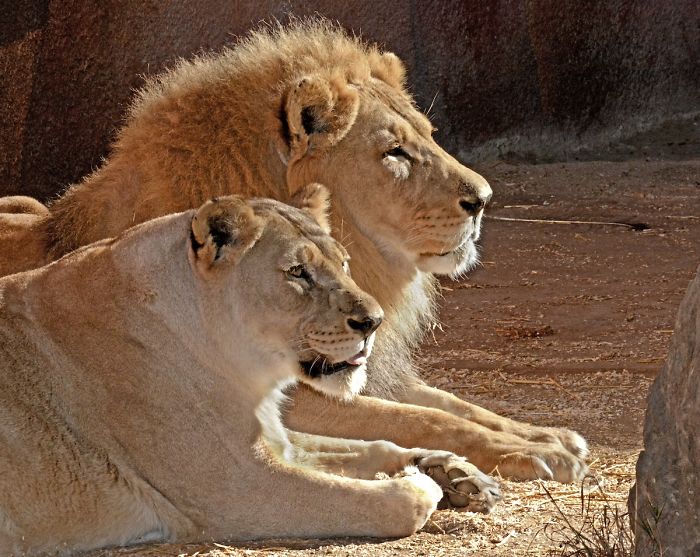 Siempre juntos: Sacrifican al mismo tiempo a una pareja de leones por problemas de salud 😿