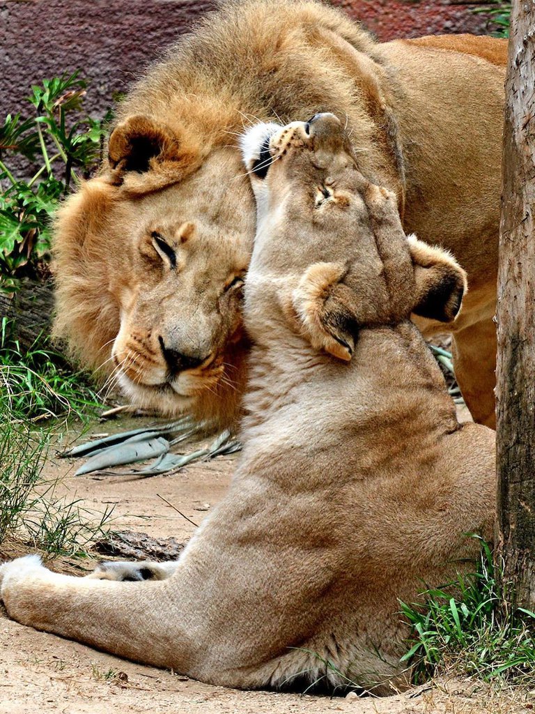 Sacrifican al mismo tiempo a una pareja de leones por problemas de salud