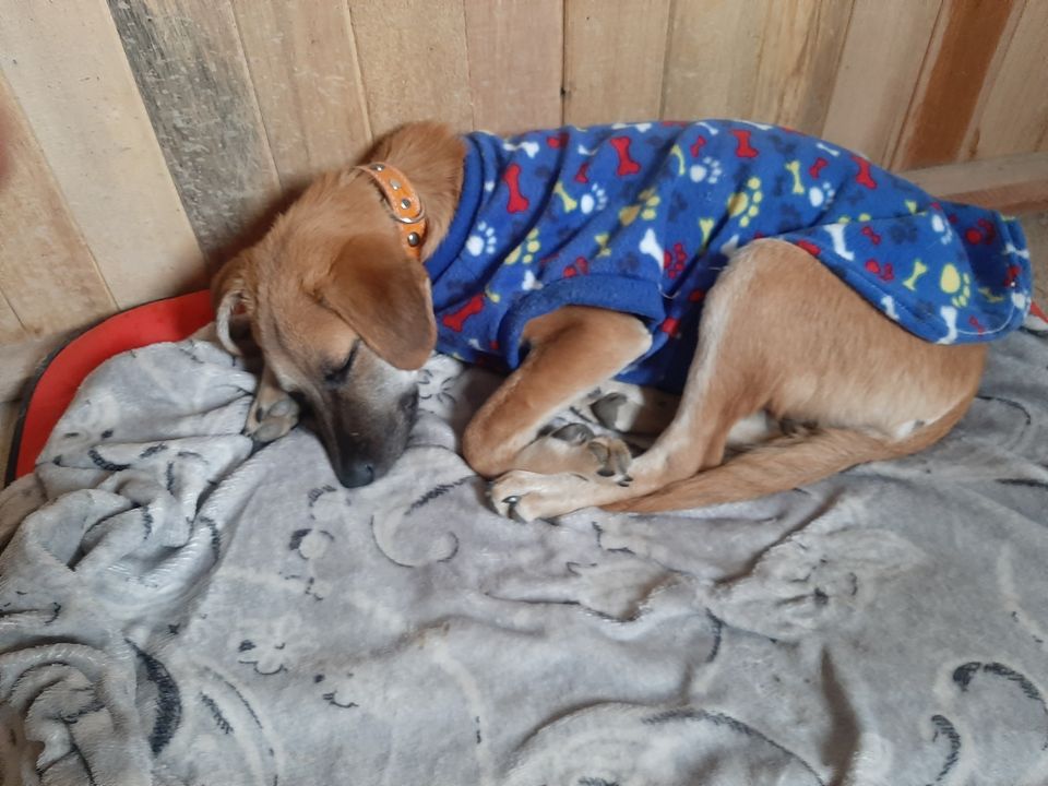 Un perrito busca nuevo hogar luego de que su dueña muriera por coronavirus