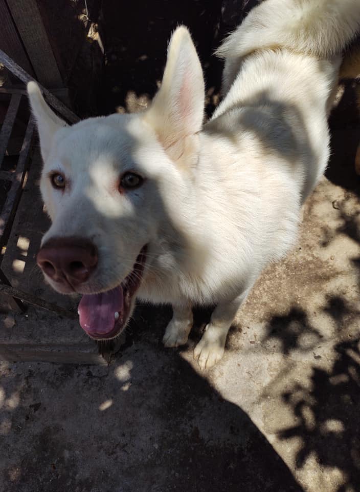 No lo olvida: Niño sigue escribiéndole cartas al perrito que tuvo que abandonar en un refugio 🥺