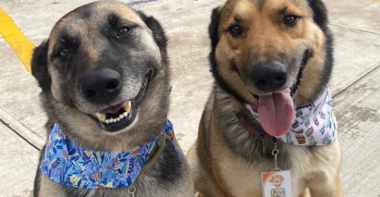 Costilla y Adoboada fueron adoptados y ahora trabajan en un restaurante en Toluca