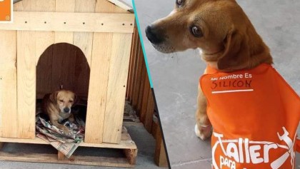 Perrito callejero encontró casa y empleo; ya tiene hasta uniforme