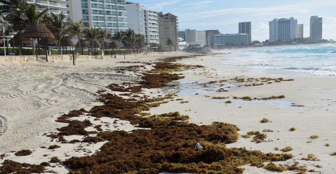 sargazo-mexico-reino-unido
