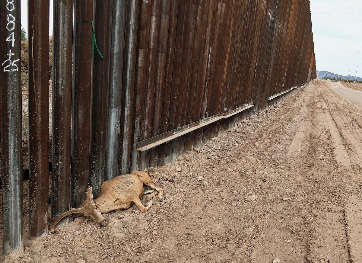Murió un venado por no poder cruzar el muro entre México y Estados Unidos