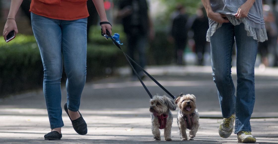 que-huelen-perros-pasear-unam