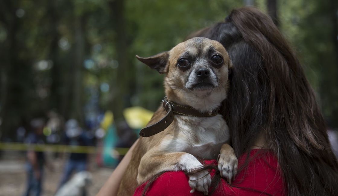 PERROS-ROMA-CONDESA