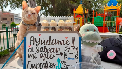 Antonio: El gatito que vendió cupcakes en la CDMX para salvar su ojo