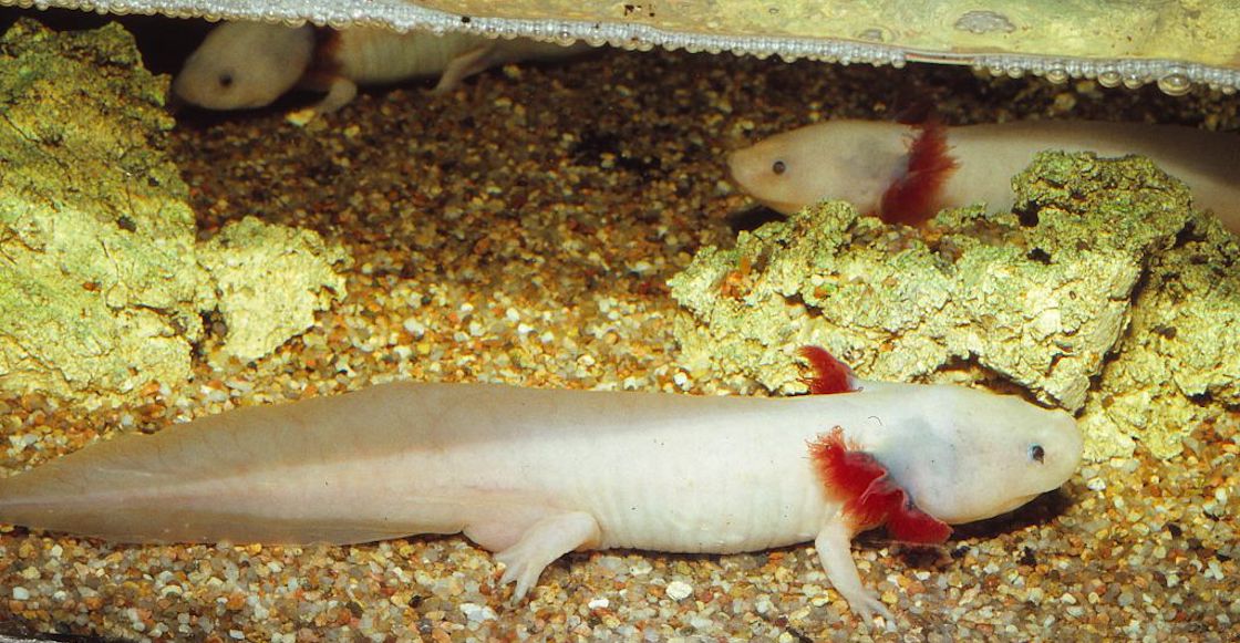 axolotes-zoologico-museo