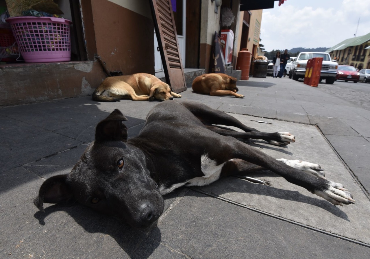 Buscan a chofer de microbús acusado de atropellar injustificadamente a perrito en Naucalpan