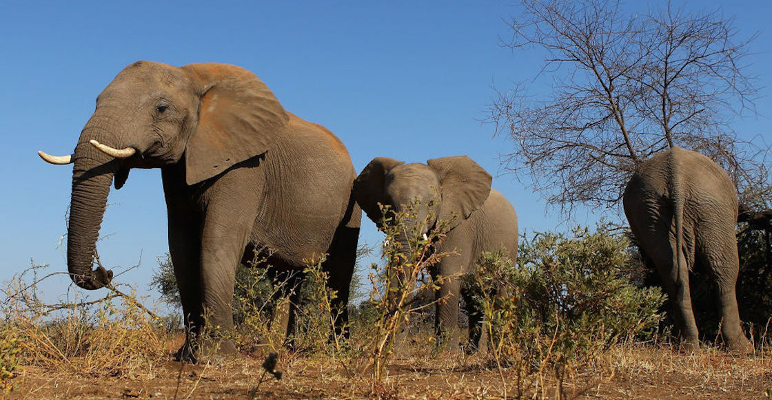 elefantes-aplastan-cazador-furtivo-sudafrica