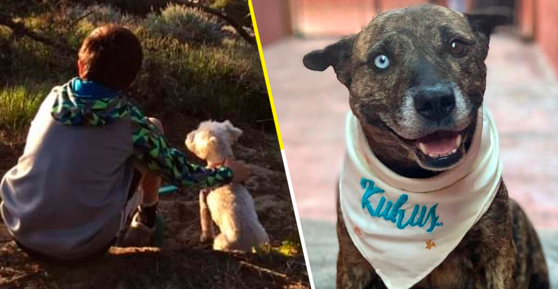 ¡Más proyectos así! Fundación construye albergue para perritos en Tijuana