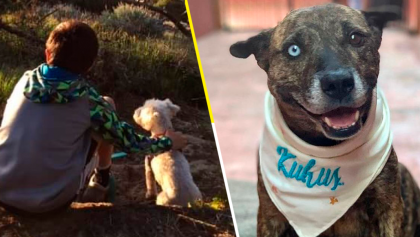 ¡Más proyectos así! Fundación construye albergue para perritos en Tijuana